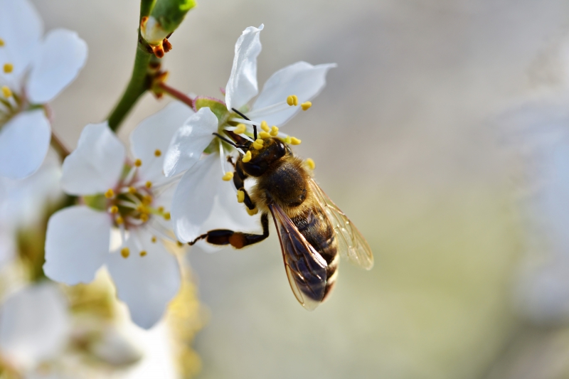 jardinerie-VENANSON-min_bee-4092986